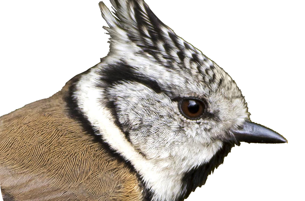 Vögel in Österreich