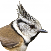 Vögel in Österreich