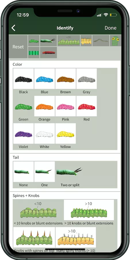 ai-supported-species-identification-key-app-iphone-mockup App interface showing AI-supported species identification keys.