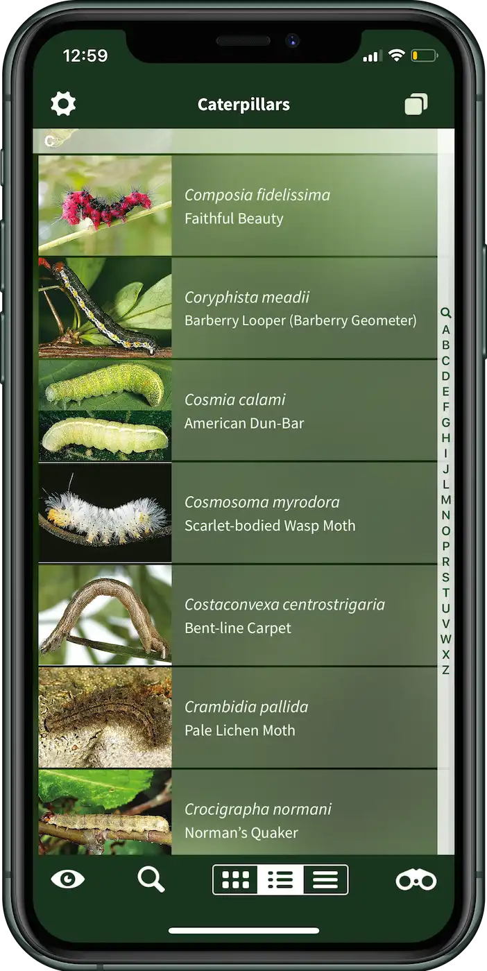 caterpillar-id-app-interface-sunbird-images.jpg App interface of the Caterpillar ID app showing a species list with photos and names, developed by Sunbird Images.