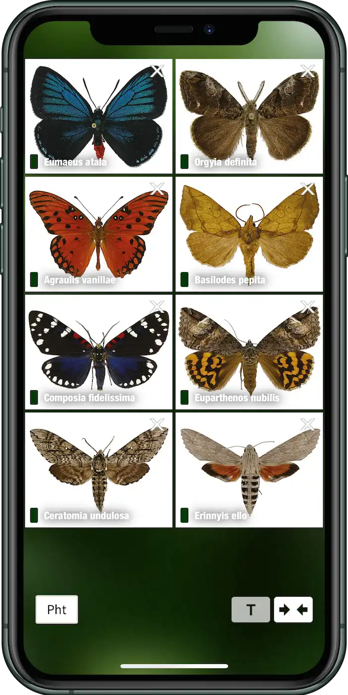 caterpillar-id-app-lepidoptera-species-overview-sunbird-images App interface of the Caterpillar ID app showing adult Lepidoptera species, including moths and butterflies, developed by Sunbird Images.