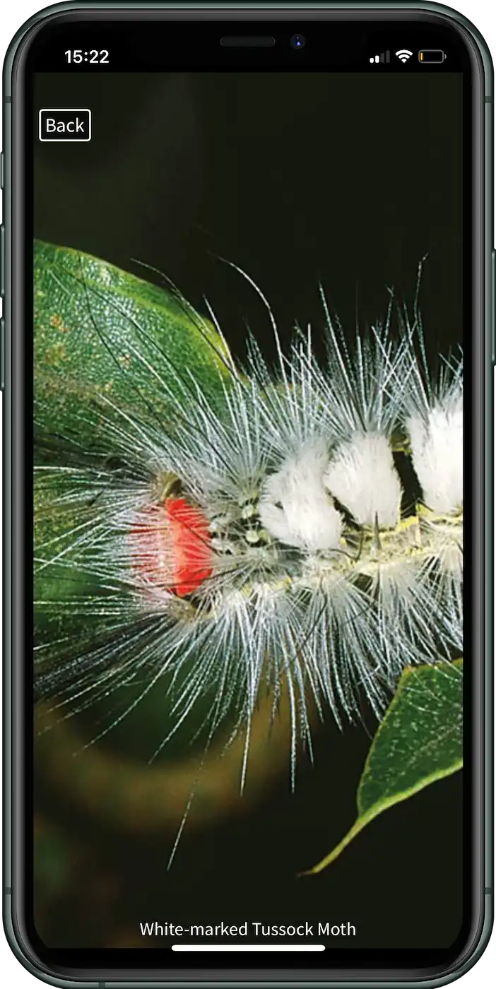 caterpillar-id-app-white-marked-tussock-moth-sunbird-images App interface showing the White-marked Tussock Moth caterpillar (Orgyia leucostigma) in the Caterpillar ID app developed by Sunbird Images.