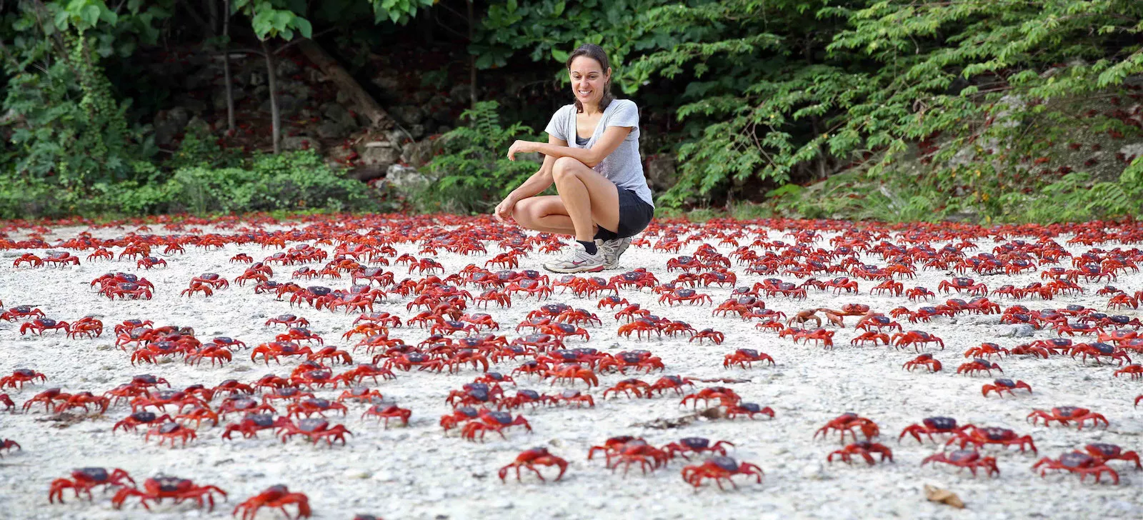 Biodiversity data collection during the red crab migration on Christmas Island.