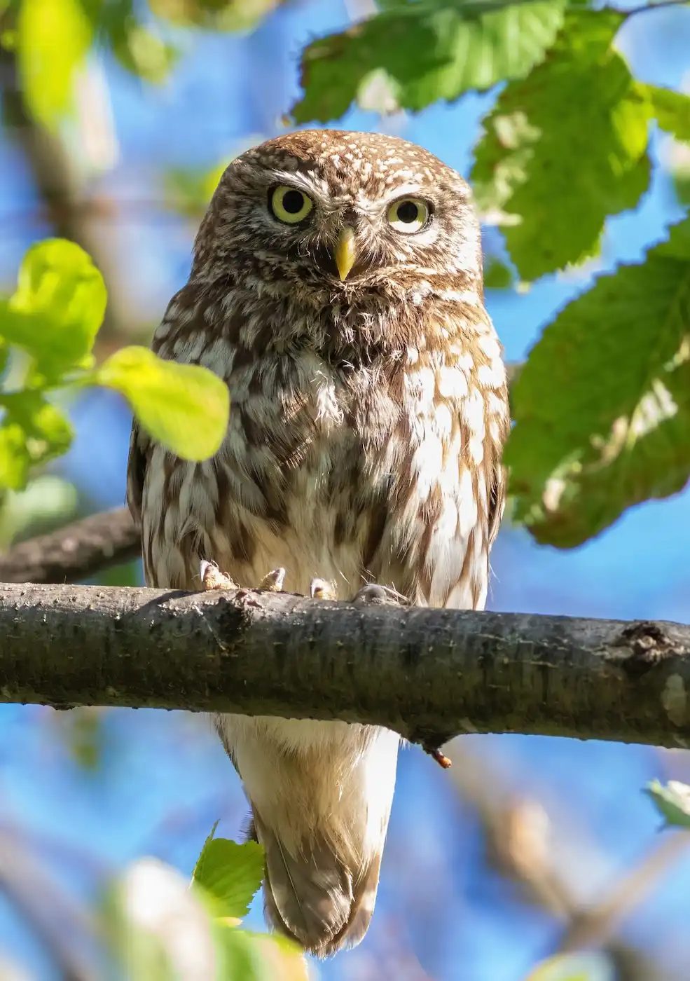 Little Owl (Athene noctua) photographed at night, symbolizing NABU’s efforts to protect Germany’s native birdlife through citizen science and the NABU Vogelwelt App developed by Sunbird Images.