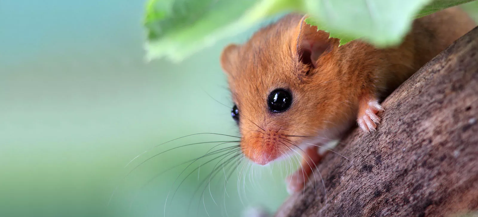 Hazel dormouse (Muscardinus avellanarius) symbolizing wildlife conservation and biodiversity protection.