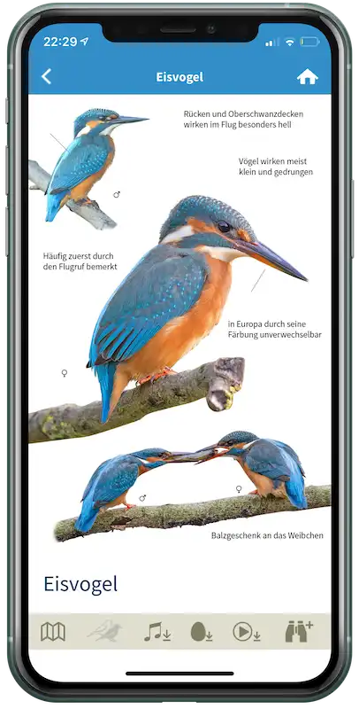 Kingfisher identification plate from the NABU Vogelwelt Citizen Science App by Sunbird Images, showing beautifully designed cut-out photos with key field marks highlighted for accurate bird identification.