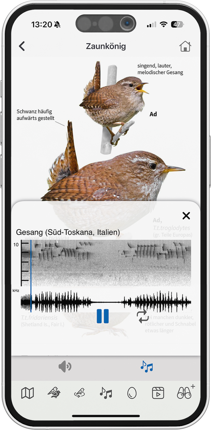 Screenshot from the NABU Vogelwelt Citizen Science App by Sunbird Images showing the Wren (Zaunkönig) bird song feature, allowing users to listen to and identify bird calls directly within the app.