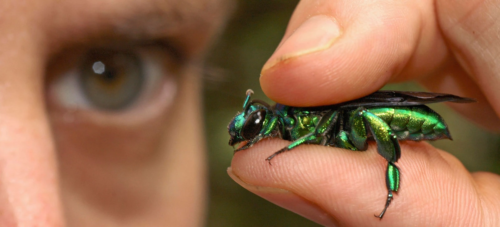 sunbird_expert-identification-key_apps_header Symbolic image representing AI-supported species identification keys developed by Sunbird Images.