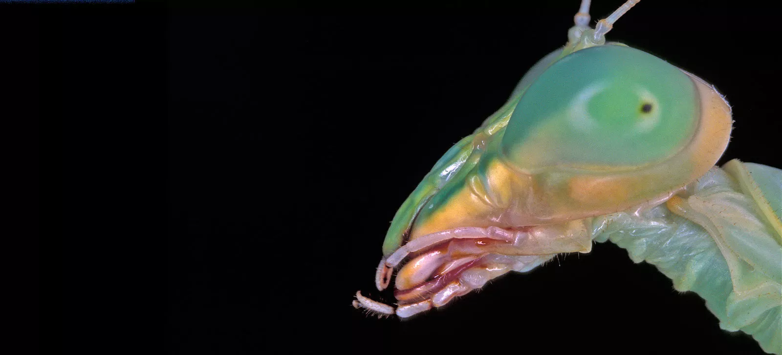 Macro photo of a Praying Mantis (Mantis religiosa) captured against a black background.