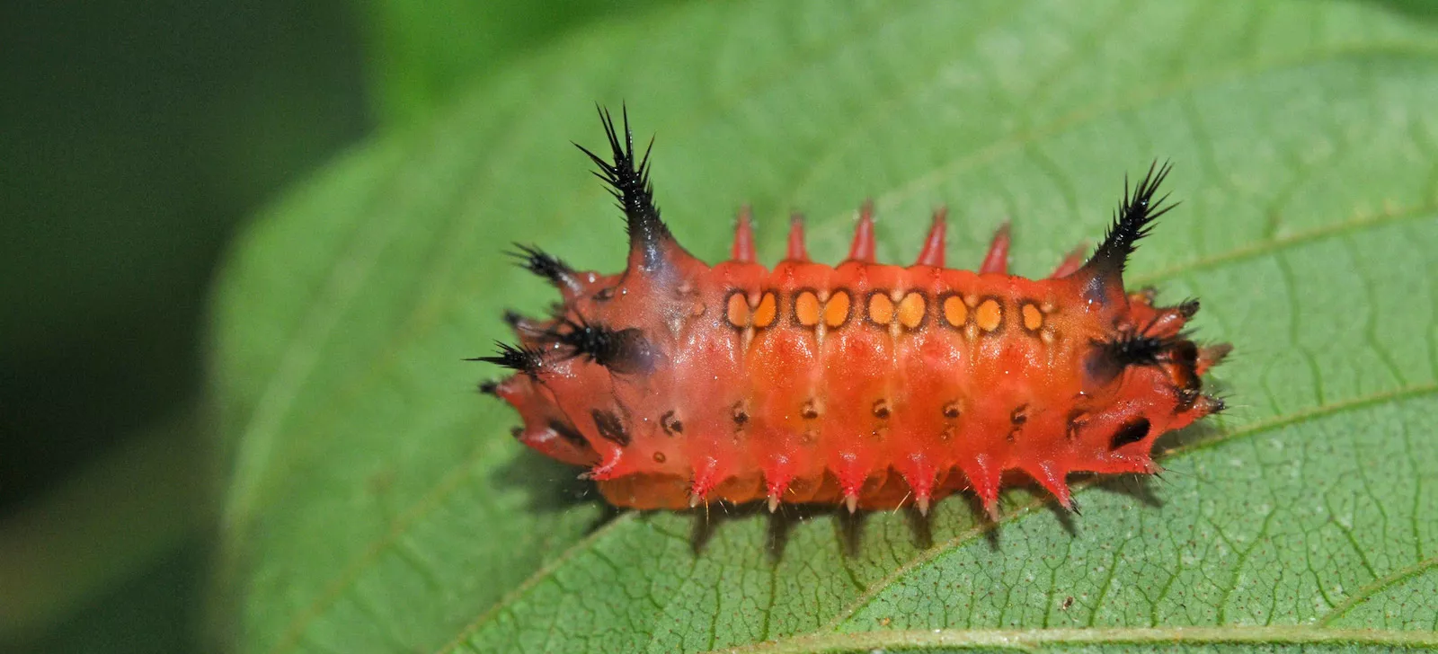 Caterpillar as symbol for digital field guide app ‘App Your Book’ by Sunbird Images.