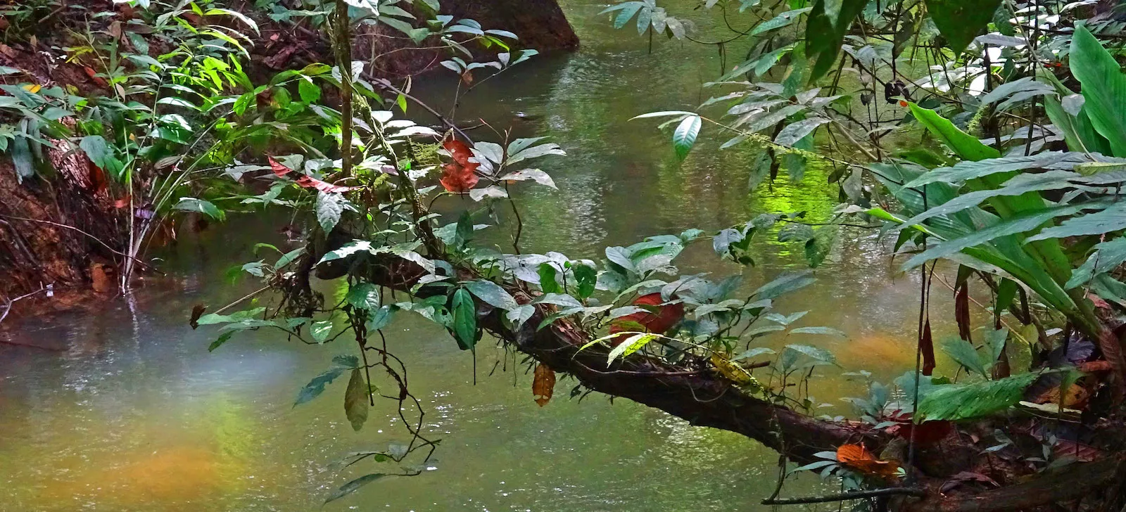 Rainforest ecosystem symbolising the ‘Become Greener’ sustainability initiative by Sunbird Images.