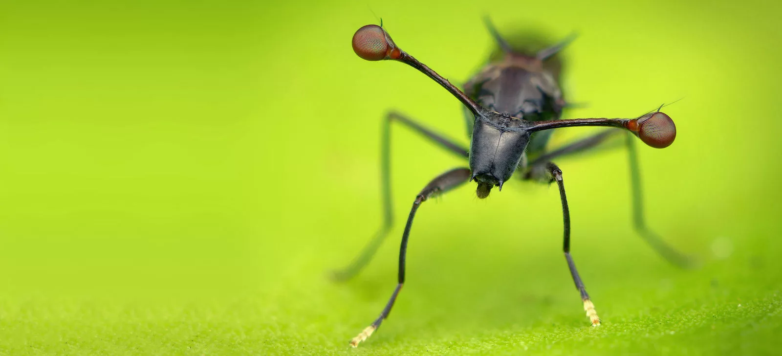 Wildlife macro header image symbolising AI-based nature recognition for the Brain up your device project by Sunbird Images