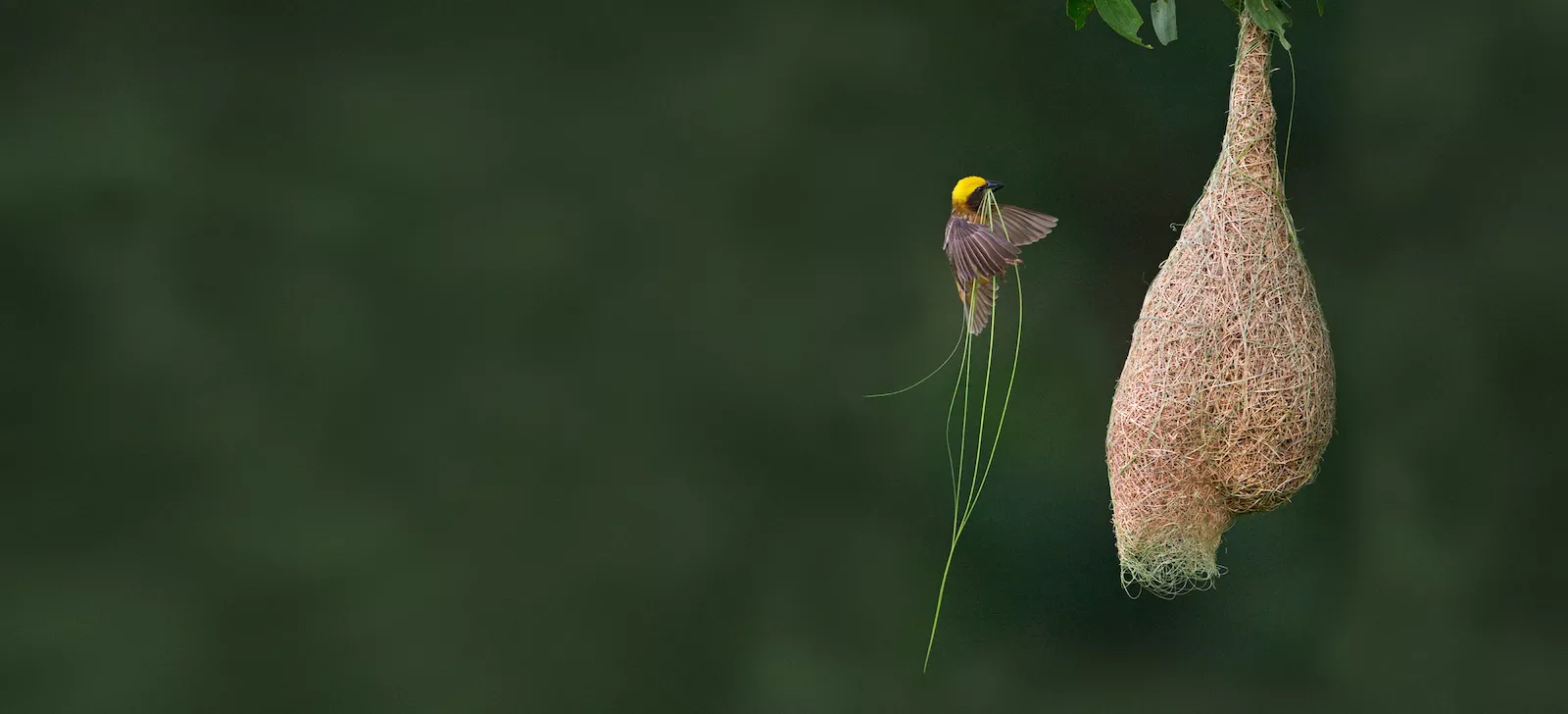 Weaver bird building a nest, symbolizing tailored nature app solutions.