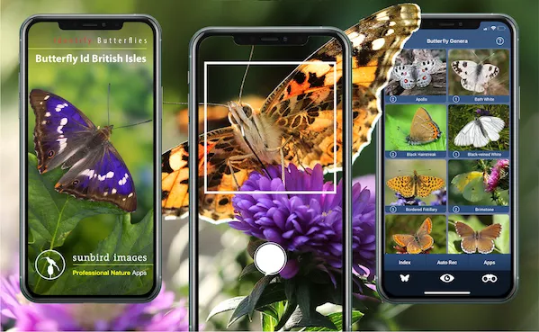 Composite image showing the Butterfly ID app splash screen, automatic identification view and gallery.<br />
