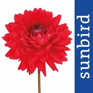 Der Garten Profi App Icon