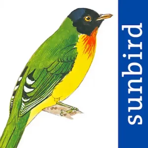 All Birds Venezuela App Icon
