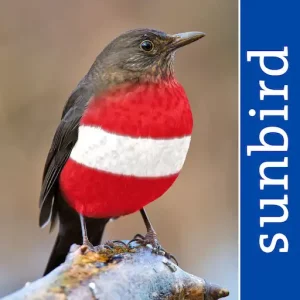 All Birds Austria App Icon