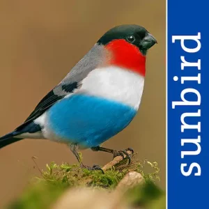 All Birds Luxemburg App Icon