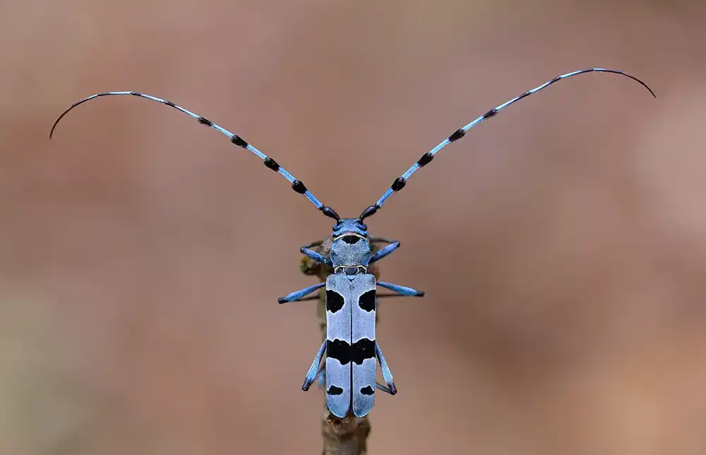 Alpine longhorn beetle (Rosalia alpina) documented during a biodiversity survey, illustrating the diversity of insect species in European habitats.