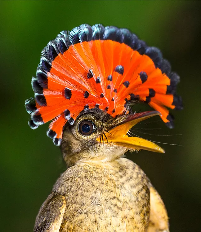 amazonian-royal-flycatcher-display Amazonian Royal Flycatcher (Onychorhynchus coronatus) displaying its orange and black fan-shaped crest.