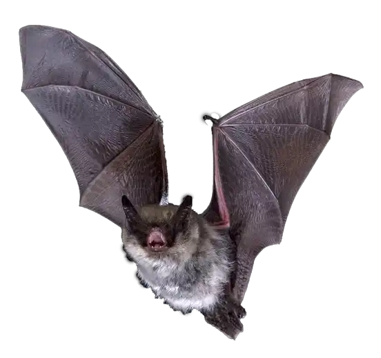 Bat in flight photographed during a biodiversity survey, representing nocturnal mammal species recorded by Sunbird Images.