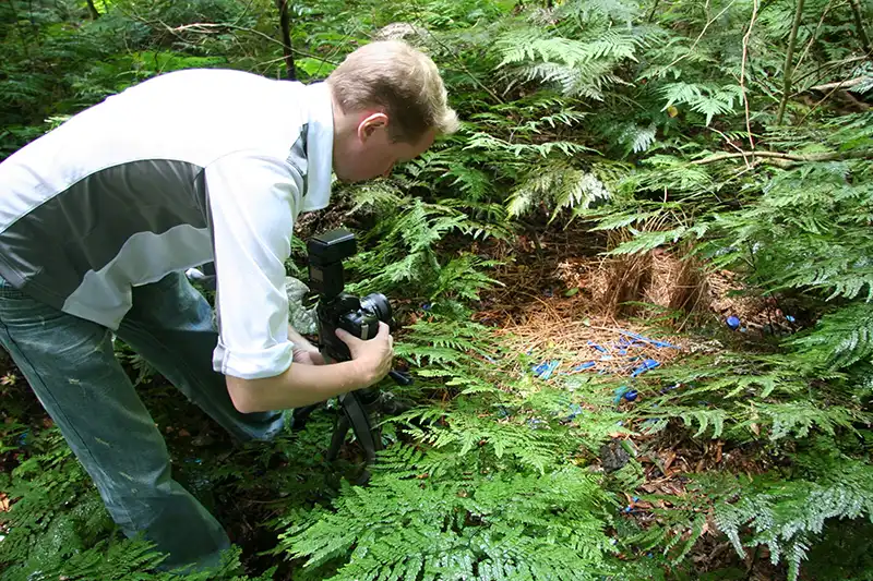 Survey of bowerbird courtship structures conducted in Australia as part of Sunbird Images biodiversity assessments.