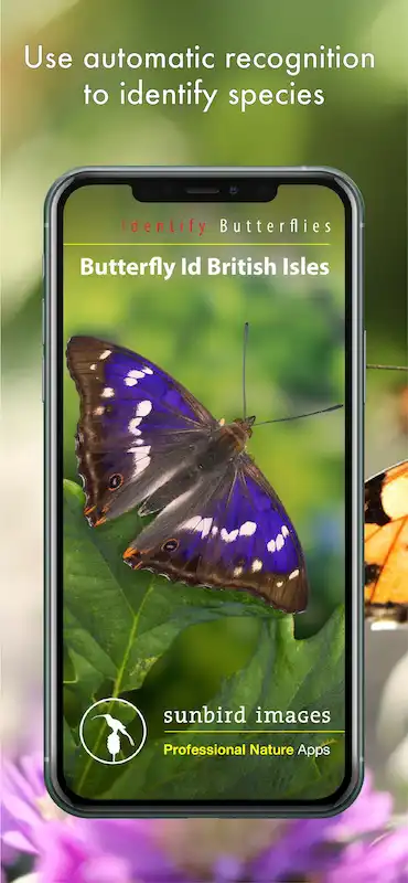 Butterfly ID app splash screen.