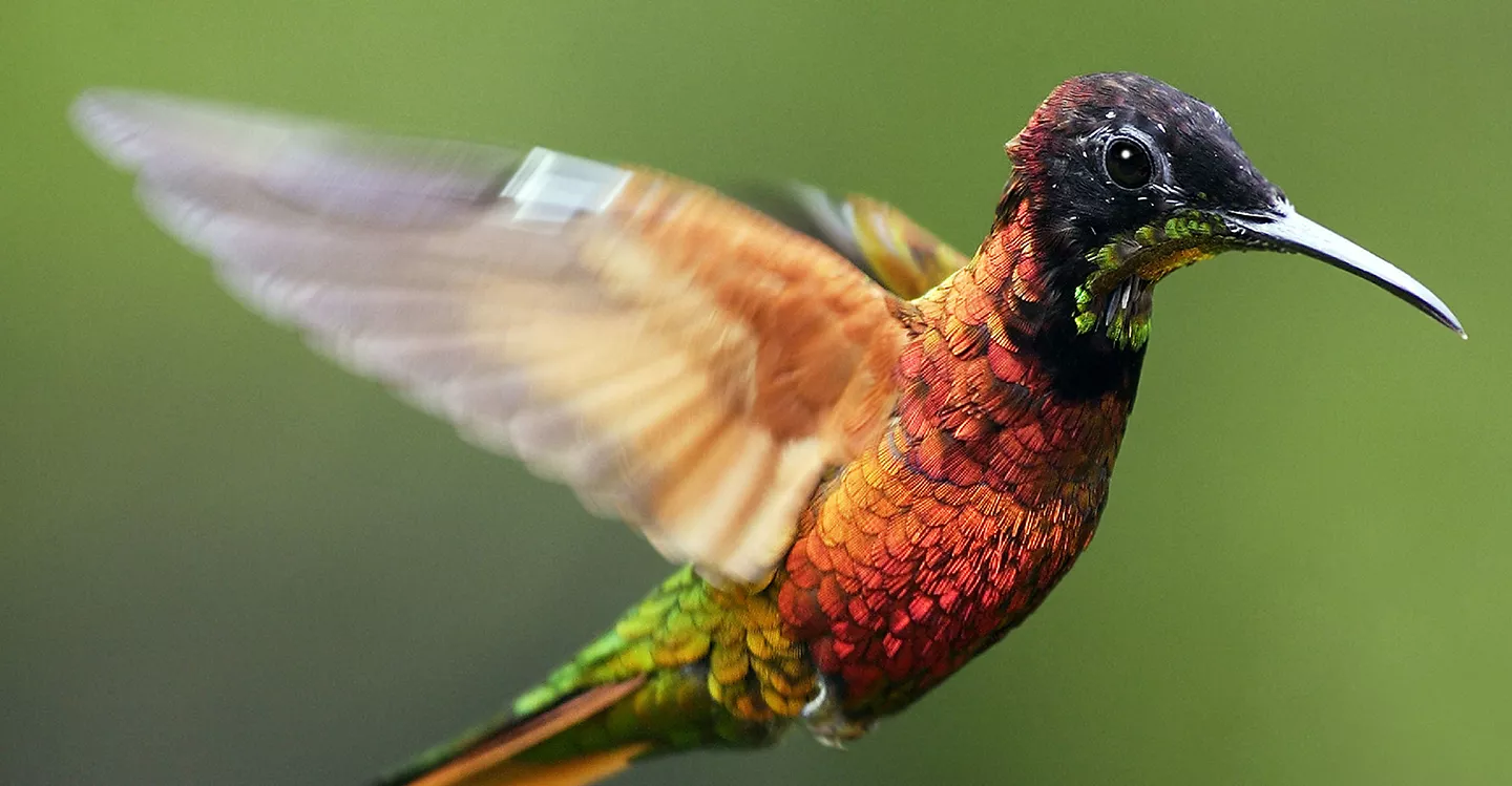 crimson-topaz-hummingbird-in-flight Crimson Topaz hummingbird (Topaza pella) in flight.