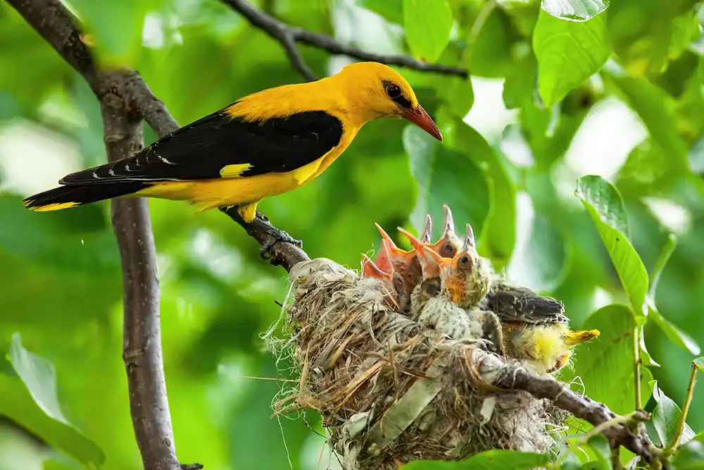 Golden oriole feeding its chicks in a nest during a biodiversity survey, representing avian species studied by Sunbird Images.