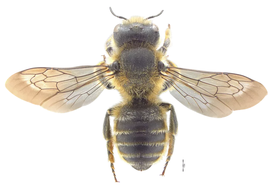 Dorsal view of Hoplitis tridentata before image processing