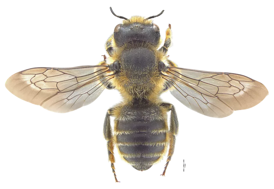 Final identification plate of Hoplitis tridentata in dorsal view<br />
