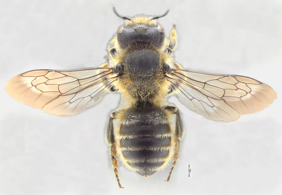 Dorsal view of Hoplitis tridentata before image processing