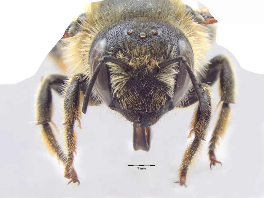 Frontal view of Hoplitis tridentata after background removal
