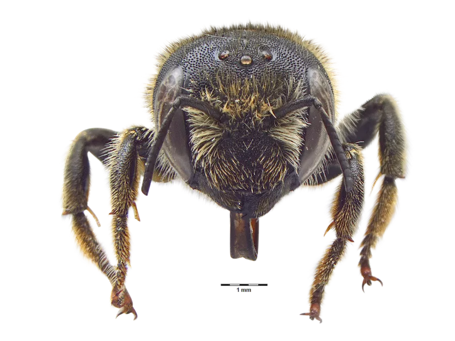 Final identification plate showing frontal view of Hoplitis tridentata<br />
