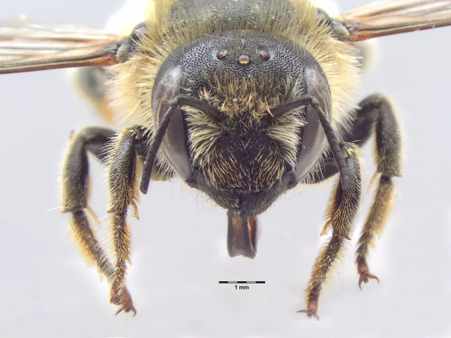 Frontal view of Hoplitis tridentata before image processing