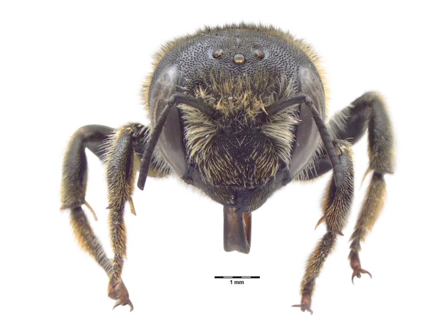 Refined frontal image of Hoplitis tridentata showing enhanced detail