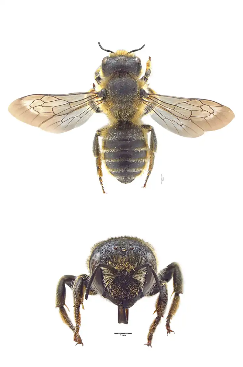 Hoplitis tridentata bee specimen shown in frontal and dorsal view