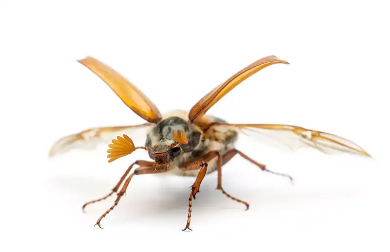 Male cockchafer (Melolontha melolontha) in flight, photographed during a biodiversity survey, representing European insect diversity studied by Sunbird Images.