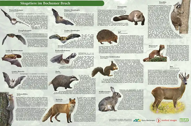 Educational display board showing native mammal species documented during the biodiversity survey at Bochumer Bruch, Germany.