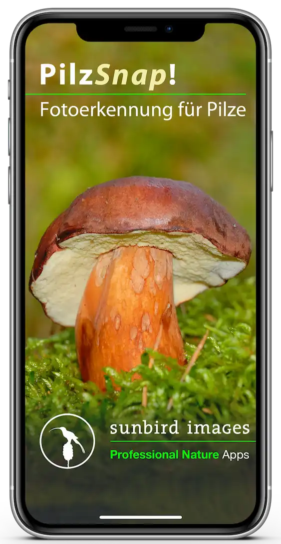 pilzsnap-app-splashscreen PilzSnap app splash screen displaying the logo and startup interface of Sunbird Images’ AI and software solutions for biodiversity.