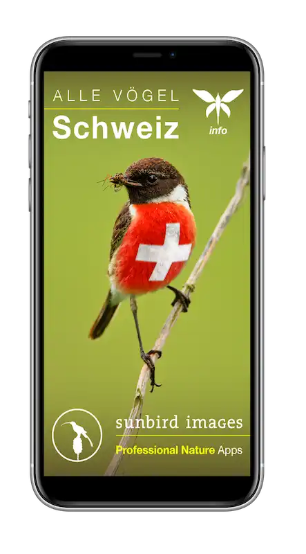 Iphone showing the splash screen of All Birds Switzerland App