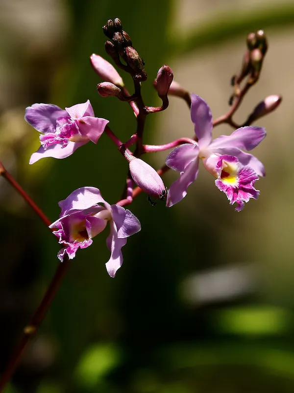 tropical-orchid-flower-venezuela Tropical orchid in bloom.
