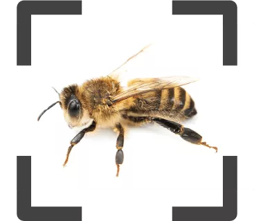 Bee with car symbol representing automatic species recognition