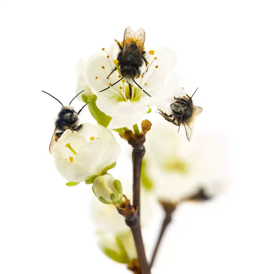 Wild bees (Apis mellifera) pollinating a white flower