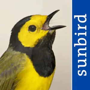 bird songs Usa App Store Icon