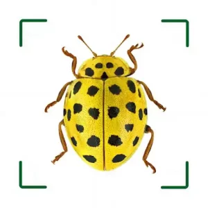 ID UK Insects App Icon