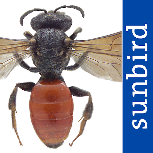 Wildbienen Id