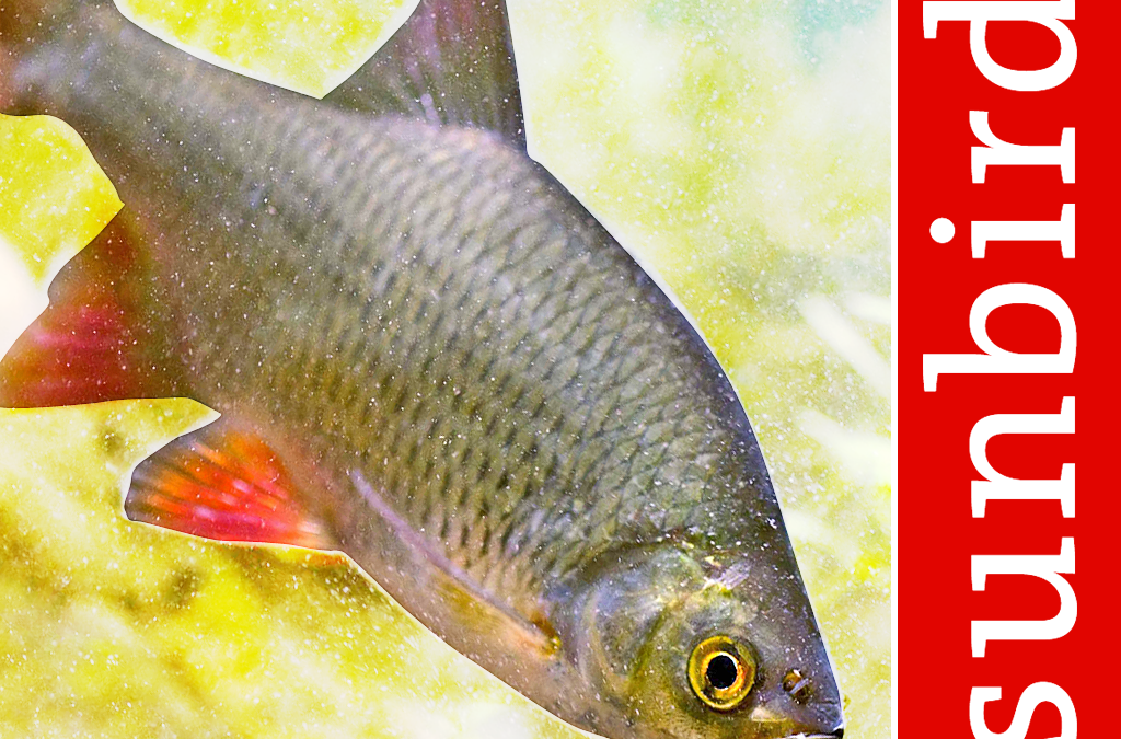 Fish Id