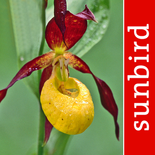 Orchid Id UK App Icon