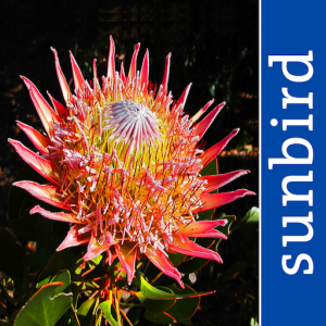 App Icon of App Wildflowers of South Africa